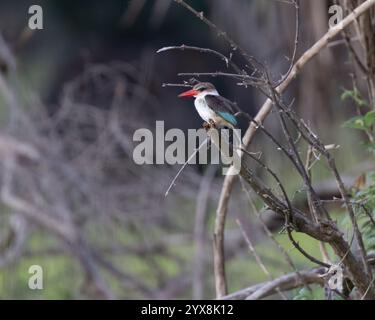 kingfisher à capuche brune perché sur une branche Banque D'Images