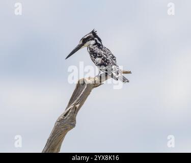 Pied Kingfisher perché au bord de l'eau Banque D'Images