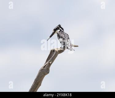 Pied Kingfisher perché au bord de l'eau Banque D'Images