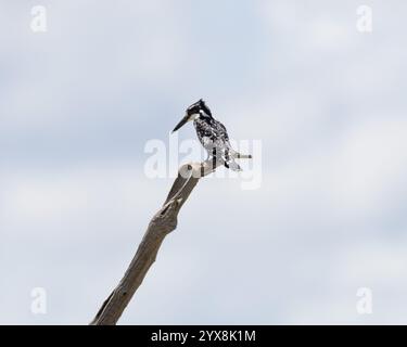 Pied Kingfisher perché au bord de l'eau Banque D'Images