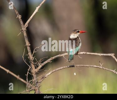 kingfisher à capuche brune perché sur une branche Banque D'Images