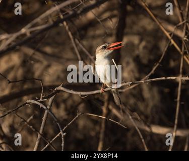 Kingfisher à capuche marron perché sur la branche Banque D'Images