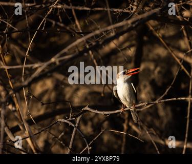 Kingfisher à capuche marron perché sur la branche Banque D'Images