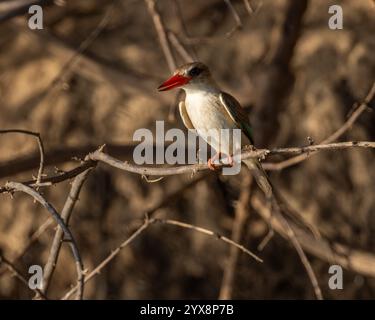 Kingfisher à capuche marron perché sur la branche Banque D'Images