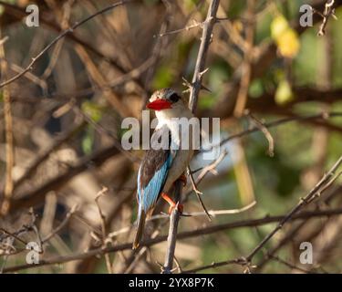 Kingfisher à capuche marron perché sur la branche Banque D'Images