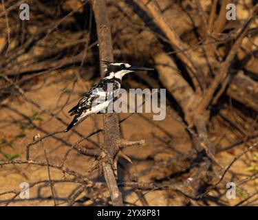 Pied Kingfisher perché au bord de l'eau Banque D'Images