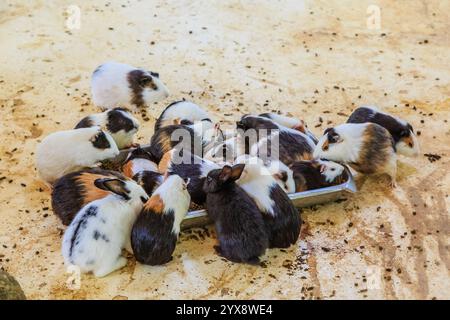 Un groupe de petits animaux, dont des lapins et des cobayes, sont rassemblés autour d'un plateau métallique Banque D'Images