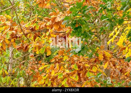 Une image abstraite des feuilles de chêne (quercus) qui changent de couleur du vert au jaune et au brun au début de l'automne. Banque D'Images