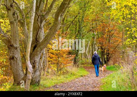 Une femme promène son chien le long d'un sentier boisé tranquille un jour d'automne calme, les arbres devenant riches de couleurs d'automne. Banque D'Images