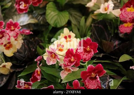 Une variété de fleurs d'orchidée Miltoniopsis et de bourgeons de fleurs, dans un affichage floral en utilisant la mise au point sélective à Glencoe, Illinois, États-Unis, Banque D'Images