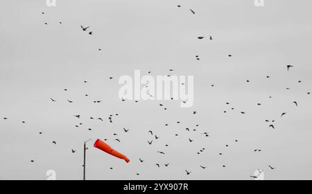 Un troupeau de centaines d'orfèves (Carduelis carduelis) sur l'aile volant dans un ciel d'hiver, Wiltshire UK Banque D'Images