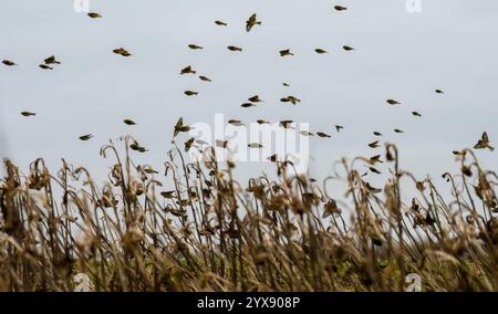 Un troupeau de centaines d'orfèves (Carduelis carduelis) sur l'aile volant dans un ciel d'hiver, Wiltshire UK Banque D'Images