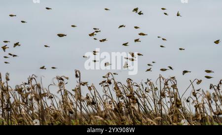 Un troupeau de centaines d'orfèves (Carduelis carduelis) sur l'aile volant dans un ciel d'hiver, Wiltshire UK Banque D'Images