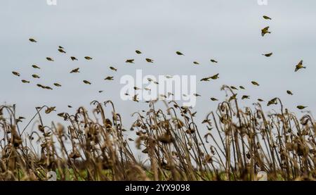 Un troupeau de centaines d'orfèves (Carduelis carduelis) sur l'aile volant dans un ciel d'hiver, Wiltshire UK Banque D'Images