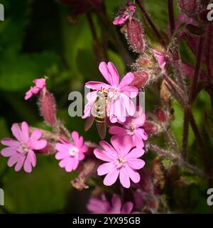 Image rapprochée et bien focalisée d'un hoverfly commun à bandes, Syrphus ribesii, qui se nourrit et pollinise une fleur. Cadre naturel. Banque D'Images