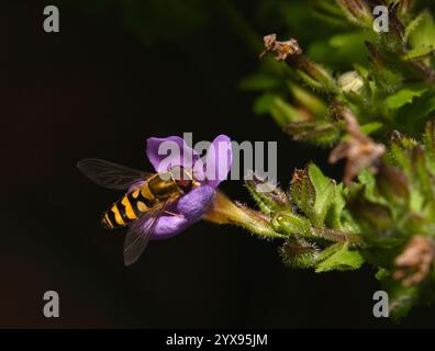 Image rapprochée et bien focalisée d'un hoverfly commun à bandes, Syrphus ribesii, qui se nourrit et pollinise une fleur. Vue de dessus avec un fond noir. Banque D'Images