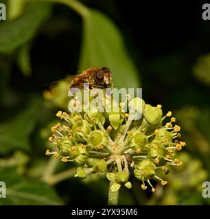 Une mouche de drone commune, Eristalis tenax, se nourrissant de fleurs de lierre en automne. Gros plan et bien focalisé avec de bons détails. Arrière-plan flou naturel. Banque D'Images