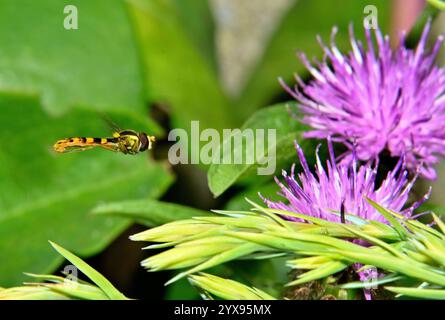 Une vue latérale d'un long hoverfly, Sphaerophoria scripta, volant sur un fond naturel. En vol, gros plan, bien focalisé Delicate hoverfly. Banque D'Images