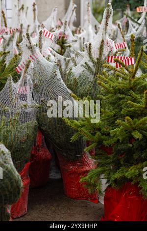 Arbres de Noël en pot avec des racines enveloppées dans un filet de protection prêt à être vendu sur un marché festif. Décoration de vacances, culture d'arbres écologique Banque D'Images