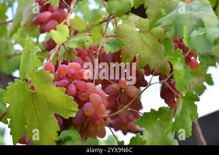 Grappes de raisins roses mûrs sur une vigne parmi le feuillage vert. Concept de jardinage biologique. Banque D'Images