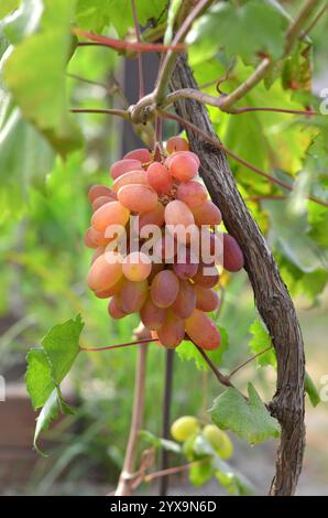 Grappe de raisins roses mûrs sur la vigne dans un jardin privé. Concept de jardinage biologique. Banque D'Images