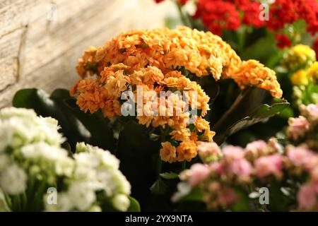 Différentes belles fleurs de kalanchoe sur fond clair, gros plan Banque D'Images