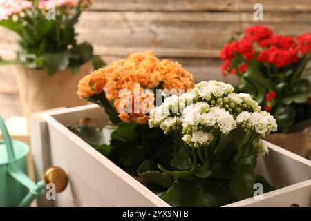 Belles fleurs de kalanchoe dans des pots et arrosoir près du mur en bois, gros plan Banque D'Images