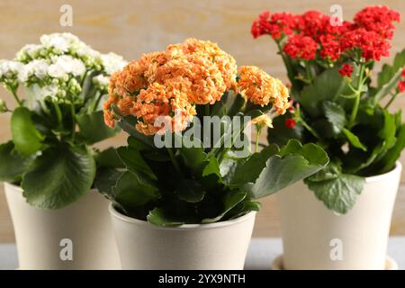 Différentes belles fleurs de kalanchoe dans des pots sur fond beige flou, gros plan Banque D'Images