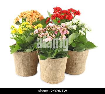 Belles fleurs de kalanchoe dans des pots isolés sur blanc Banque D'Images