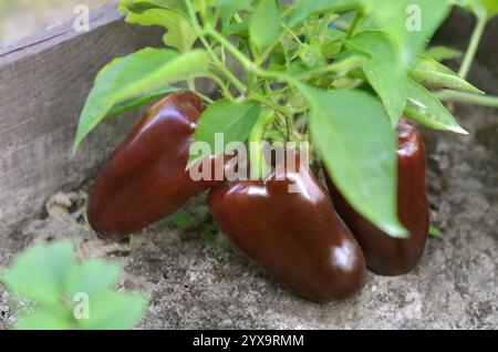 Poivrons bruns doux parmi le feuillage vert poussant dans un lit de jardin à l'extérieur. Concept de jardinage biologique. Banque D'Images