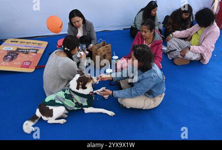 New Delhi, Inde. 14 décembre 2024. NEW DELHI, INDE - 14 DÉCEMBRE : les amoureux des animaux de compagnie ont participé avec leurs animaux de compagnie au festival Pet Fed au NSIC Ground, le 14 décembre 2024 à New Delhi, en Inde. (Photo de Vipin Kumar/Hindustan Times/Sipa USA ) crédit : Sipa USA/Alamy Live News Banque D'Images