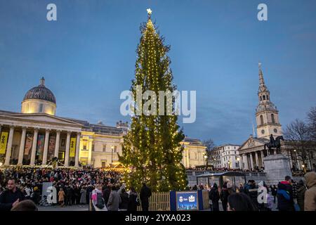 Arbre de Noël Trafalgar Square, Londres Royaume-Uni. L'année 2024 marque le 77e anniversaire du don annuel d'un sapin de Noël à la population londonienne de la ville d'Oslo, en signe de gratitude pour le soutien britannique à la Norvège pendant la seconde Guerre mondiale. L’arbre mesure environ 20 mètres de haut, il a environ 60 ans et est une épinette norvégienne de Grefsenkleiva, dans la forêt d’Oslo. Banque D'Images