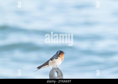 Bienvenue à la nidification des oiseaux hirondelles et à l'assistance aux jeunes jeunes jeunes de la Nouvelle-Zélande. Banque D'Images