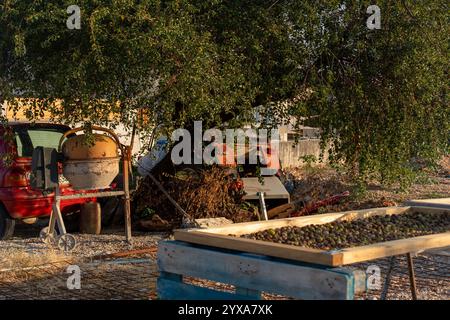 Olives fraîchement récoltées disposées pour sécher sur des plateaux en bois dans un environnement agricole rustique avec des machines et une vieille voiture rouge sous un grand arbre. Concept d'org Banque D'Images