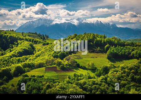 Beau paysage rural printanier avec forêt verte fraîche sur la pente, montagnes Bucegi enneigées en arrière-plan, Holbav, Roumanie, Europe Banque D'Images