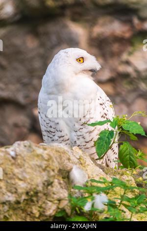 Un hibou des neiges est assis sur une falaise rocheuse. La chouette des neiges (Bubo scandiacus), également connue sous le nom de chouette polaire, blanche ou arctique, Banque D'Images