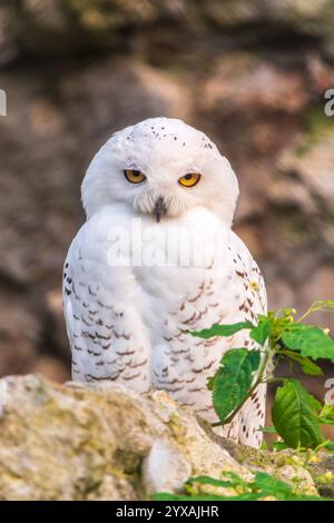 Un hibou des neiges est assis sur une falaise rocheuse. La chouette des neiges (Bubo scandiacus), également connue sous le nom de chouette polaire, blanche ou arctique, Banque D'Images