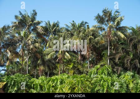 plantes tropicales et arbres de prune fond - jungle de palmiers . Banque D'Images