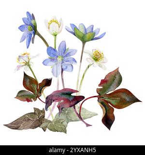 Fleurs d'éphémère printanières, anémone de forêt blanche, bloodroot d'primeur, hepatica bleue Forget-me-not lin, feuilles de lierre, dessinées à la main à l'aquarelle. Composition Banque D'Images