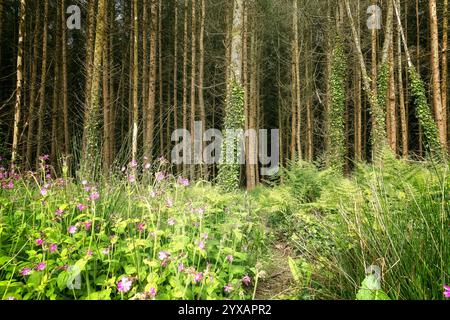 Vue sur une zone boisée. De nombreux pins minces sont densément emballés. Les fleurs violettes et les fougères vertes sont au premier plan. Le cadre est naturel. Banque D'Images