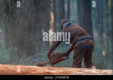 Un ouvrier forestier coupe un arbre dans la forêt Banque D'Images