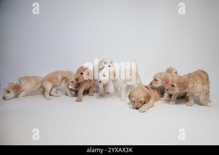 Photo en studio d'une portée de huit chiots dorés d'affilée Banque D'Images