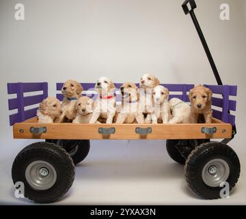 Photo en studio d'une portée de huit chiots d'or sur un wagon jouet Banque D'Images