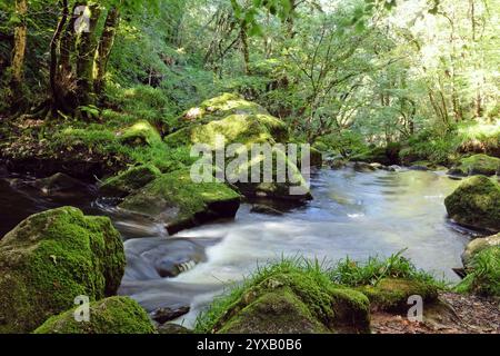 Golitha Falls, sur la rivière Fowey, sillonnant son chemin à travers l'ancienne forêt de chênes de Draynes Wood, Liskeard, Cornouailles, Royaume-Uni Banque D'Images