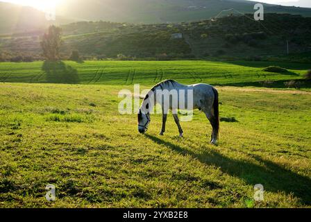 Scène de campagne au coucher du soleil avec cheval blanc paissant dans le pré, Sicile, Italie Banque D'Images