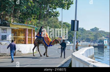 Udaipur, Rajasthan, Inde, 14 décembre 2024 : les touristes montent à dos de chameau près du lac Fateh Sagar par une froide journée d'hiver dans la ville lacustre d'Udaipur. Crédit : Sumit Saraswat / Alamy Live News Banque D'Images