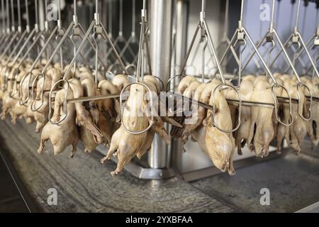 Production de canards salés usine Nan Jing Ying Tao Yo Co. Ltd., pour la consommation dans les restaurants mais aussi pour la vente comme produits durables comme souvenirs, t Banque D'Images