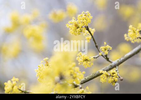 Cerisier de cornaline (Cornus mas), de nombreuses fleurs sur une branche, Rhénanie du Nord-Westphalie, Allemagne, Europe Banque D'Images