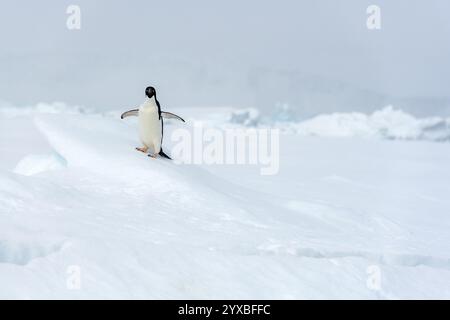 Manchot Adelie, (Pygoscelis antarctica), manchot à longue queue, Kinnes Cove, île Paulet, Antartica Banque D'Images