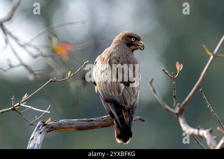 Buzzard aux yeux blancs, (Butastur teesa), perche, biotope, habitat, parc national de Bandhavgarh, Madhya Pradesh, Inde, Asie Banque D'Images